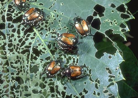 Getting Rid of Japanese Beetles - Cole Gardens