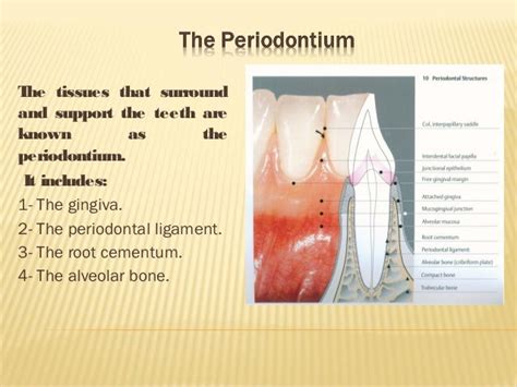 Anatomy of the Periodontium