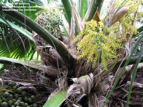 PlantFiles Pictures: Pritchardia Species, Nihoa Fan Palm, Nihoa ...