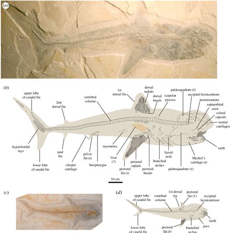 Figure 1 from Exceptionally preserved shark fossils from Mexico ...