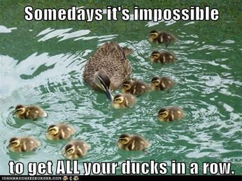 Just can't get my ducks in a row! | Funny animal memes, Cute animals ...