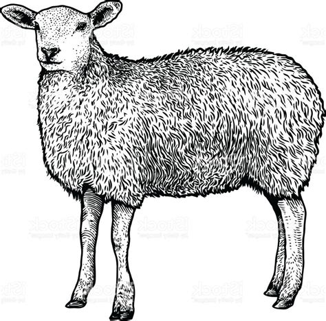 Realistic Sheep Drawing at PaintingValley.com | Explore collection of Realistic Sheep Drawing