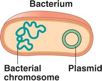 I f*cking love science and we’re all host on a DNA planet: Plasmids be ...