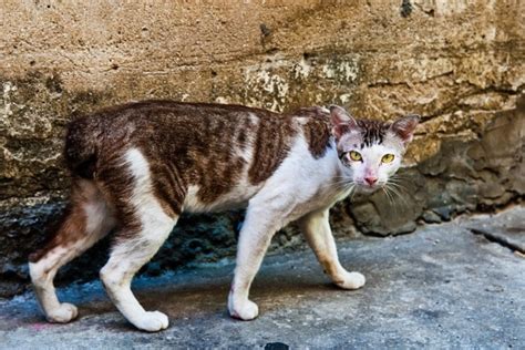 5 Ways Feral Cats Do More Good Than Harm for Wildlife - Catster