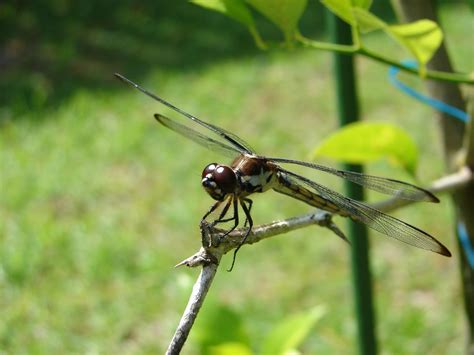 Fotos gratis : verde, insecto, marrón, error, de cerca, fauna ...