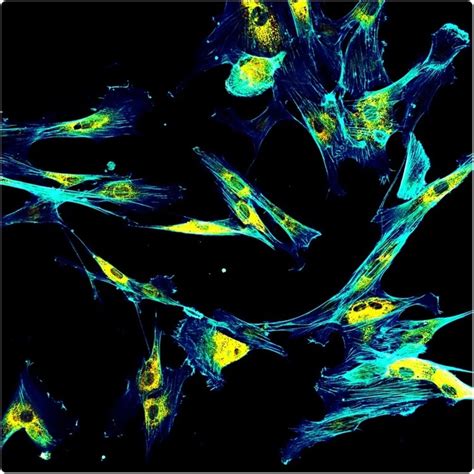 An Overview of Immunofluorescence