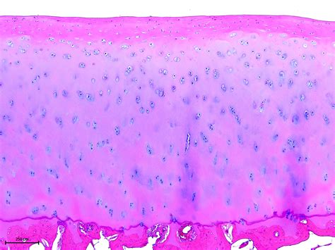 Articular Cartilage Histology