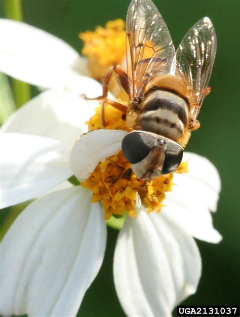 syrphid or flower flies (Family Syrphidae)