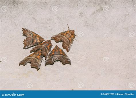 Beautiful Nocturnal Insects. Insects on the Ceiling Stock Image - Image of mustache, entomology ...