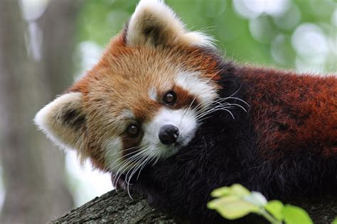 Red Panda - Cincinnati Zoo & Botanical Garden