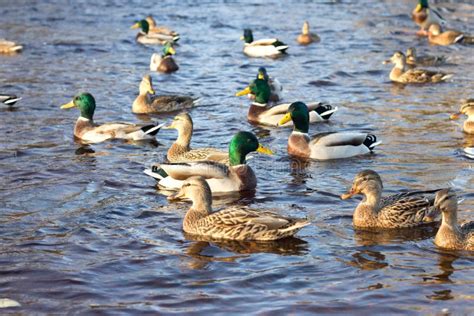 Family of Ducks Swimming in the Pond Stock Photo - Image of fresh, large: 133231064