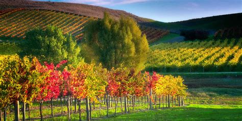 It’s time to visit California Wine Country NOW | RehabMag