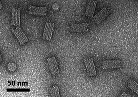 Figure S1. A TEM micrograph of 60HB DNA origami nanostructures after ...