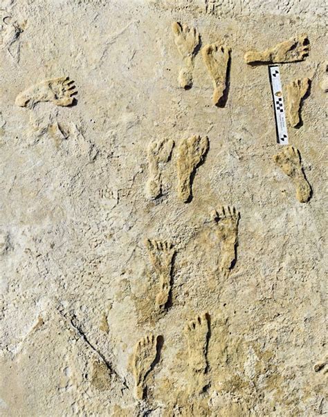 Fossilized Footprints - White Sands National Park (U.S. National Park Service)