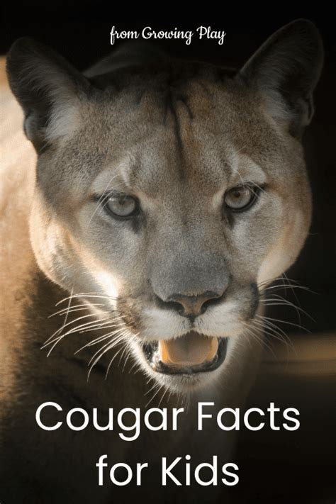 Cougar-Facts-for-Kids - Growing Play