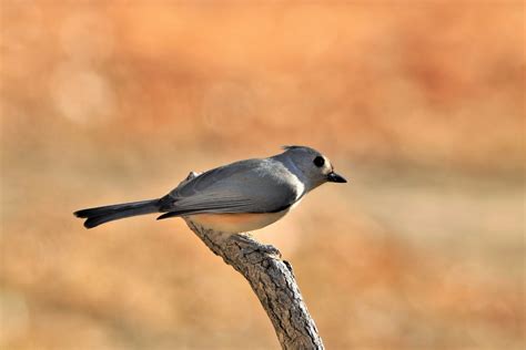 Tufted Titmouse On Branch Free Stock Photo - Public Domain Pictures