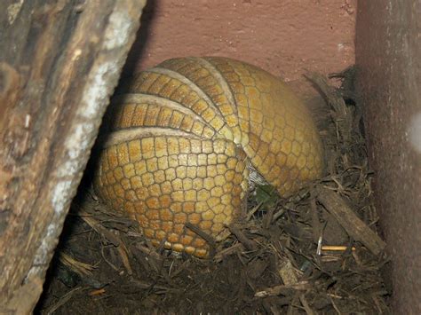 The Online Zoo - Southern Three-banded Armadillo