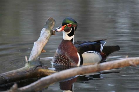 Free picture: sponsa, male, wood, duck, breeding, plumage, swimming