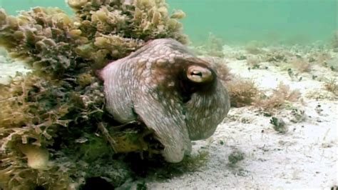 Octopus camouflage : r/TheDepthsBelow