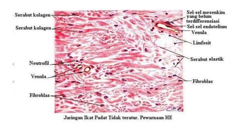 Jaringan Ikat - UtakAtikOtak.com