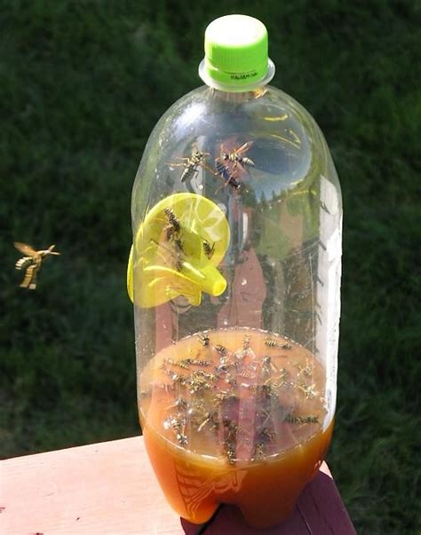 Fatal Funnel Wasp Traps | Wasp traps, Hornet trap, Garden insects