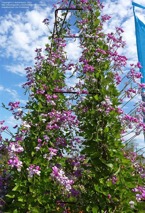 Sweet Pea Vines- Moist, composted soil, deflected sun. Sow in Autumn or ...