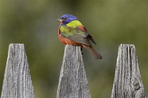 Painted Bunting Delights Vermont Bird Watchers | Vermont Center for Ecostudies