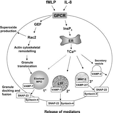 Mechanisms of Degranulation in Neutrophils | Allergy, Asthma & Clinical ...