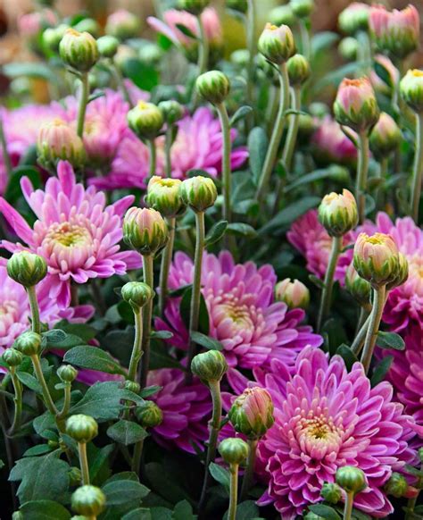 Chrysanthemum - Growing and Care