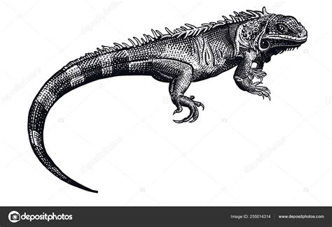 Iguana. Black and white reptile. Lizard isolated. — Stock Vector © sasha-kasha #255014314