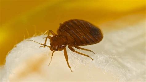 Battling bedbugs: New York City Council bill would create online map ...