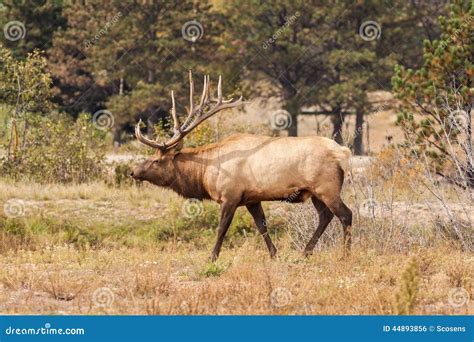 Bull Elk Bugling stock photo. Image of bugling, colorado - 44893856