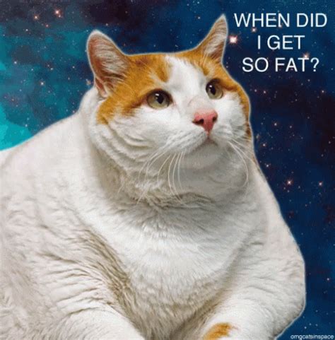 Cat Fat GIF - Cat Fat - GIF 탐색 및 공유