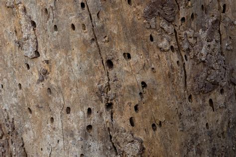 How To Identify Bark Beetles: Identification and Prevention