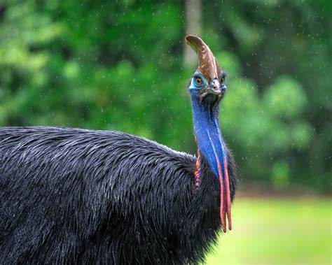 Photos from Save the Cassowary from Extinction in Australia - GlobalGiving