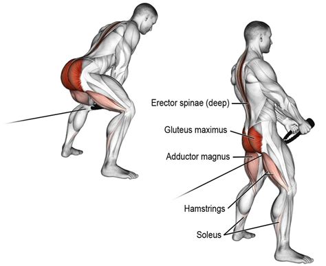 The Best Glute Ham Raise Alternatives For A Stronger Posterior Chain ...