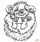 Cute Baby Porcupine Coloring Page  Free Printable Coloring Pages sketch template
