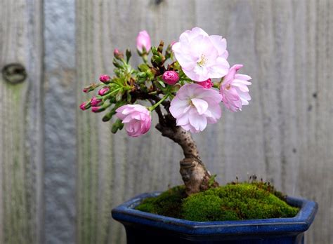 RARE FLOWERING TREE: Sakura Cherry Bonsai are very popular for their ...