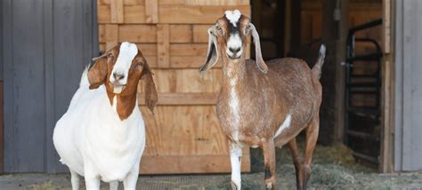 Barn With Live Animals