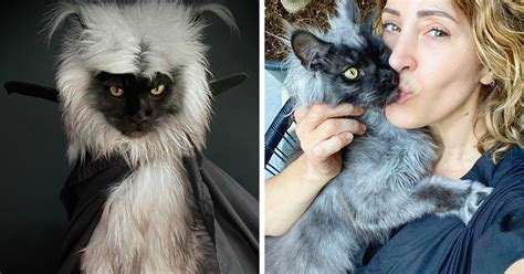 Meet Richie, The Maine Coon Cat Gone Viral On Social Media | Bored Panda