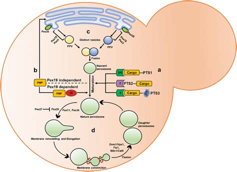 An overview of various pathways involved in the biogenesis of ...