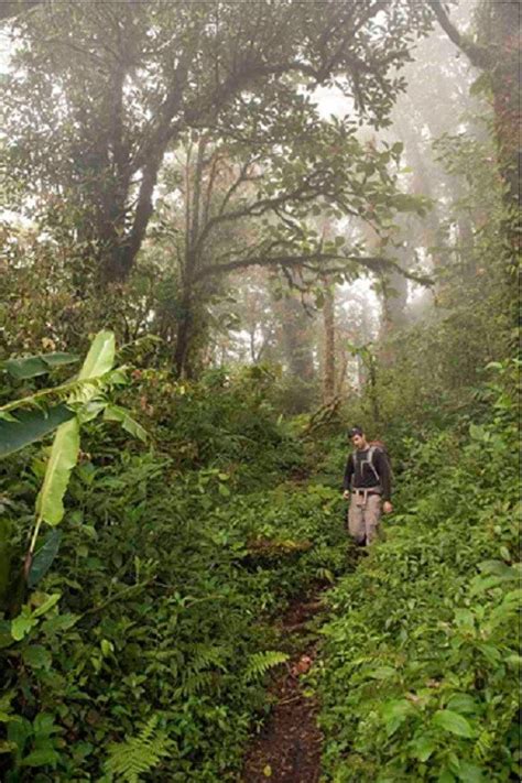 Cloud Forest Trees Drink Water Using Leaves | Nature World News