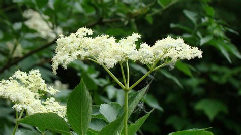 Flora van Nederland: Gewone vlier - Sambucus nigra