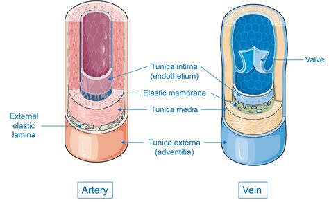 Servier - Drawing Layers of vein and artery - English labels | AnatomyTOOL