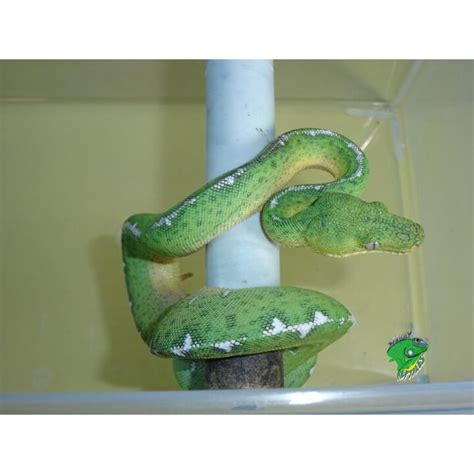 Amazon Basin Emerald Tree Boa - cb babies - Strictly Reptiles Inc.