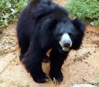 Bear attacks in Japan hit record high - PUNE.NEWS