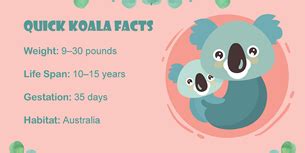 37 Astounding Koala Facts and Trivia | Fact Retriever