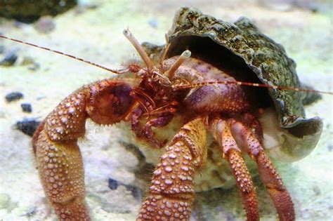 Taking Care of a Molting Hermit Crab | Our Pets, We Love 'Em