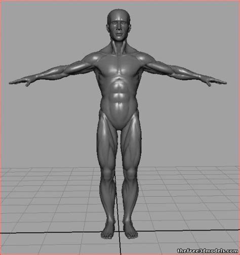 Human male Anatomy Free 3D Model - .obj - Free3D