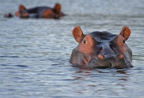 How Fast Can A Hippo Swim? - Animal Hype